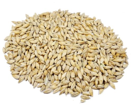 Feed Barley, Color : Golden, Packaging Type : Rolled