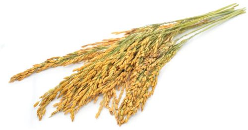 Paddy Seed, Color : White, Brown