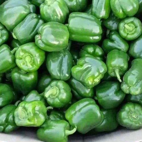 Fresh Green Capsicum for Cooking, Salads, Garnish