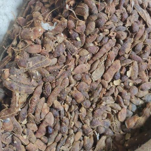 Tamarind (Imli), Color : Brown, Packaging Type : Loose