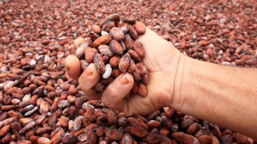 Cocoa Beans, Color : Brown for Chocolate