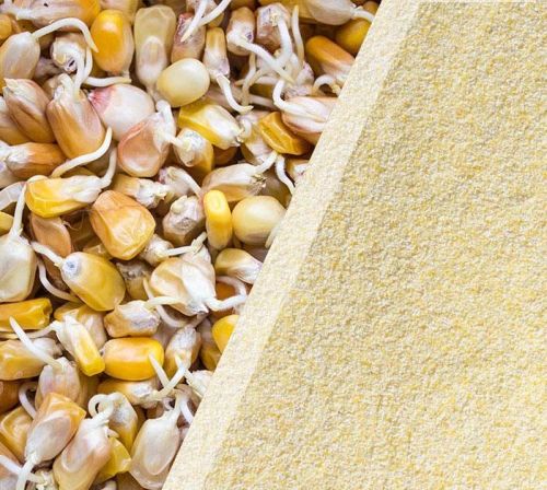 Sprouted Maize Flour, Color : Yellow for Baking