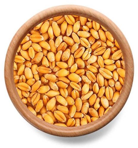 Wheat Seeds, Color : Brown