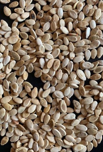 232 Watermelon Seeds, Color : Natural, Packaging Type : Sealed Bag