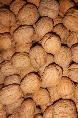 Day to Day Walnut with Shell, Color : Brown for Baking, Snack, Salads