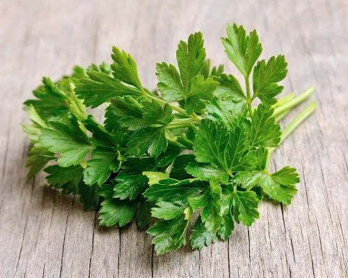 Coriander Leaves, Color : Green, Packaging Type : Frozen Pack