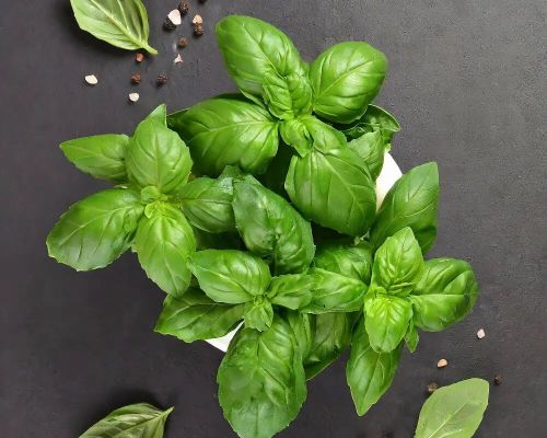 Fresh Basil Leaves, Color : Green for Culinary Purposes