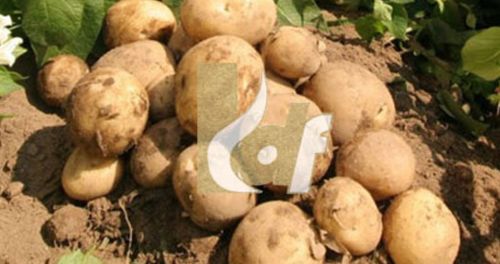 Badshah Potatos, Color : Natural
