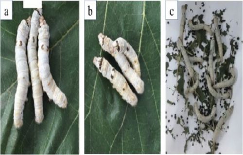 Acute Toxicity Test in Silkworm