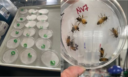Oral and Contact Toxicity Test in Honeybee