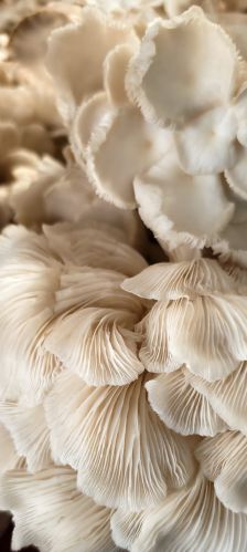 Natural oyster mushroom for Cooking, Food, Medicinal