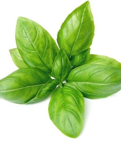 Basil