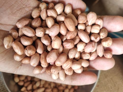 Omkar Traders Groundnut Peanut Seeds, Grade : 50/60, Form : Jetpur