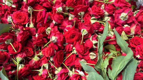 Red Rose Fresh, Purpose : Cartoon Boxes