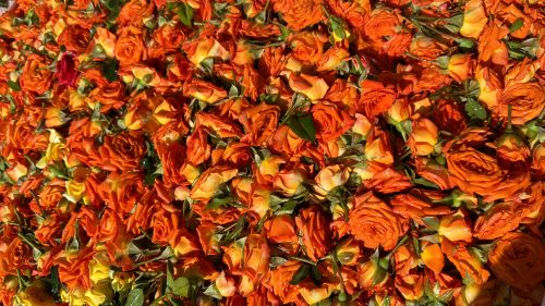 Rose, Packaging Type : Red for Decoration, Gifting