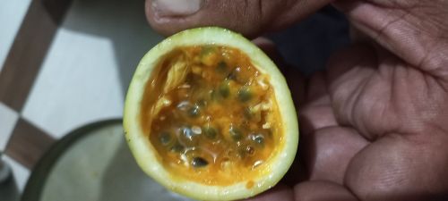 Natural Fresh Fruits, Packaging Size : 5Kg, 10Kg