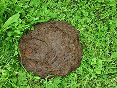 Fresh Wet Cow Dung for Organic Farming 5Kg Brown, Bag