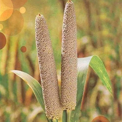 Super 511 Bajra Seeds, Seed Type : Hybrid