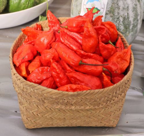 Js Ghost Chilli, Color : Red to Dark Red