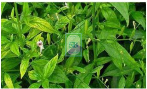 Kalmegh Herbs, Color : Green