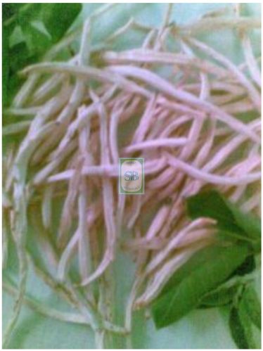 Dry Root Safed Musli, Color : Pale To White