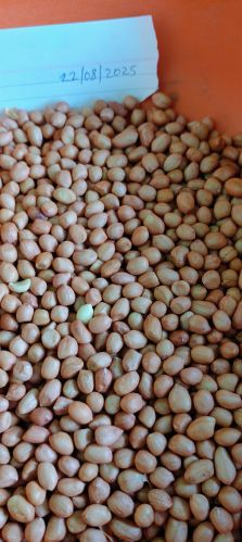 Java Peanuts, Color : Red Wight for Direct Consumption