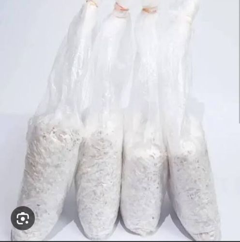 Natural Oyster Mushroom Spawn, Color : Fresh, Light Brown