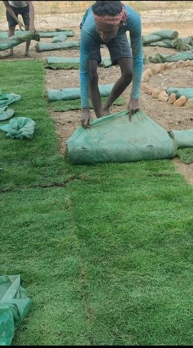 Playground Natural Grass, Packaging Type : Green