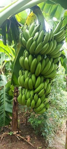 Organic Best Quality Cavendish Banana