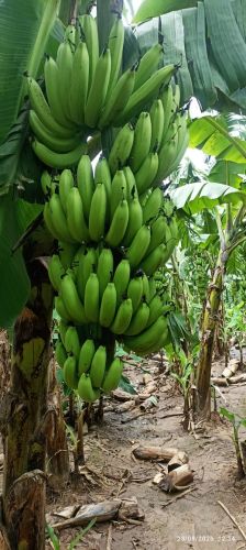 Organic Green Banana, Form : Whole, Packaging Size : Loose