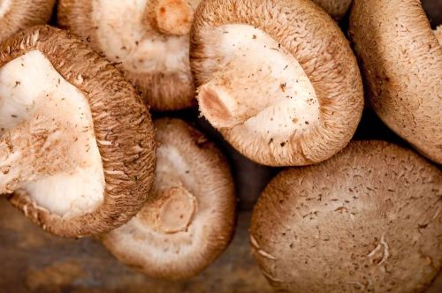 Shiitake Mushroom, Color : Brown