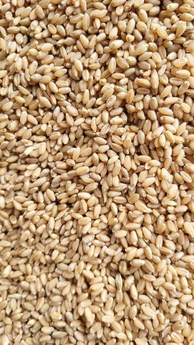 50 Kg Wheat for Flour, Packaging Type : Jute Bag, Plastic Bag