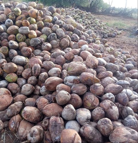 Whole Raw Natural Coconut, Color : Brown, Packaging Type : Green