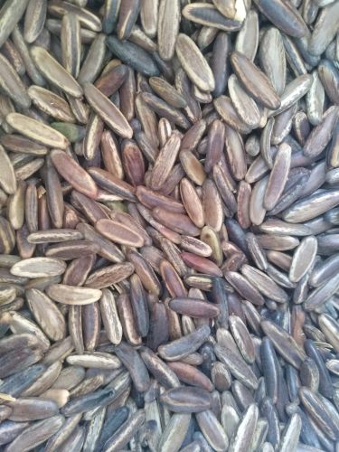 Food Grade Brown Organic Delonix Regia Seeds, Seed Type : Natural