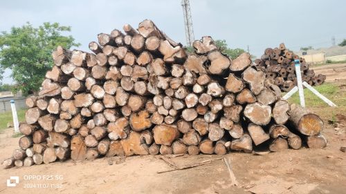 Panama Teak Wood Logs, Length : 5-10Ft for Making Furniture