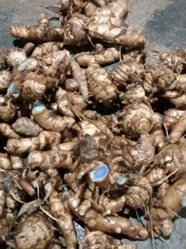 Brown Natural Black Turmeric Finger, Packaging Type : Plastic Bag