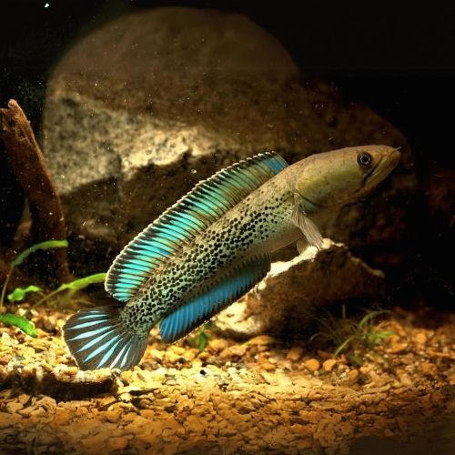 Channa Stewartii Karbi Aquarium Fish 7inches
