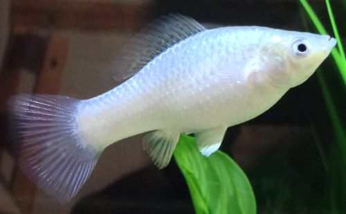 Molly Aquarium Fish, Packaging Type : Thermocole Box