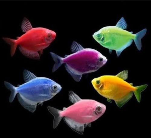 Widow Tetra Aquarium Fish, Packaging Type : Thermocole Box