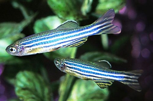 Zebra Danio Aquarium Fish, Packaging Type : Thermocole Box