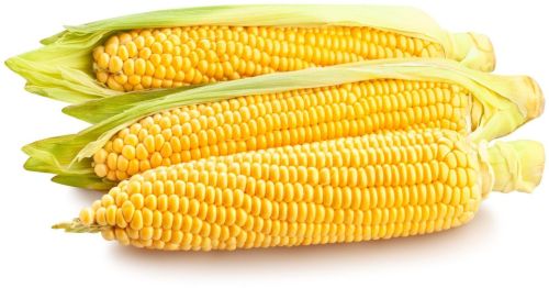 Organic Yellow Corn Maize, Packaging Size : 10kg, 20kg, 25kg