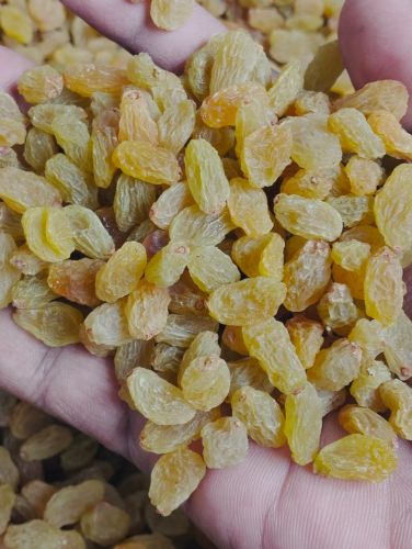 Indian Golden Jumbo Raisins, Taste : Sweet, Packaging Size : 10-15kg