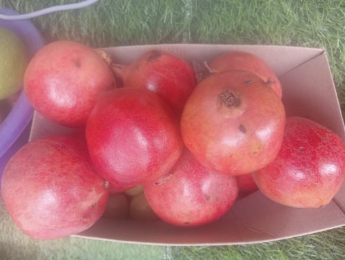 Fresh pomegranate, Color : Red, Taste : Sweet for Human Consumption