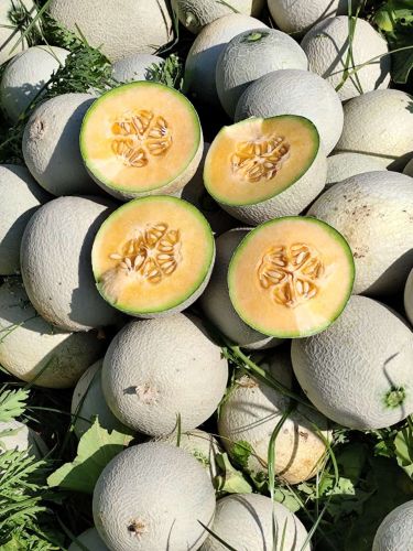 Green Natural Melon, Packaging Size : 5Kg, 10Kg, 15Kg