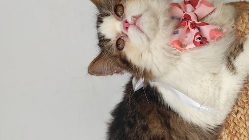 Plain Finished Cotton PET Bow, Plastic Type : Fabric