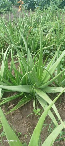 Natural Aloevera Leaf, Brand Name : Amol Orchard Nursery