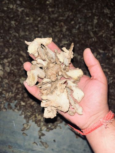 Export Grade Dry Ginger, Packaging Size : 25Kg, 50Kg, 30kg