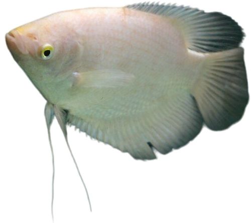Giant Gourami Fish for Large Aquariums