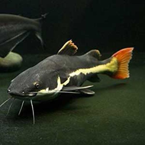 Red Tail Catfish