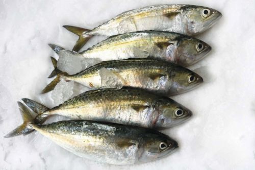 Indian Mackerel Fish, Certification : FASSAI
